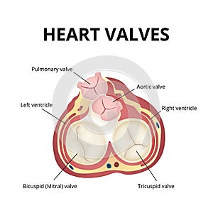 Heart valves anatomy