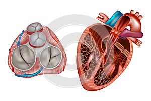 Heart valves anatomy.