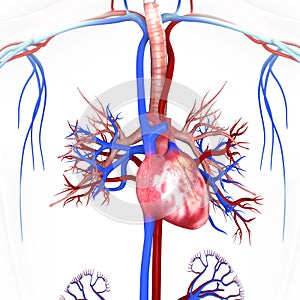 Heart with veins and arteries