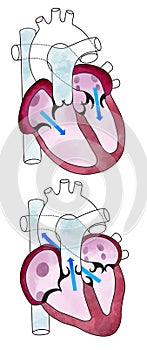 Heart, ventricles, human anatomy, cardiac ventricles photo