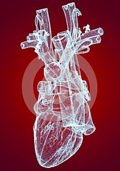 Heart, ventricles, human anatomy, cardiac ventricles. Human body, section. X-ray view. HUD. Advanced Scientific Devices. Hologram photo