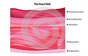 Layers of the heart wall