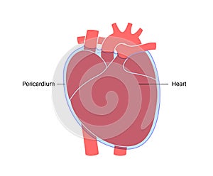 Heart wall anatomy photo