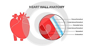 Heart wall anatomy photo