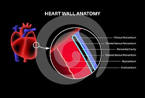 Heart wall anatomy photo