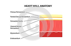 Heart wall anatomy photo