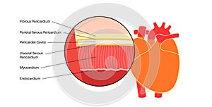 Heart wall anatomy photo