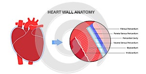 Heart wall anatomy photo