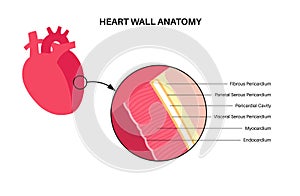 Heart wall anatomy photo