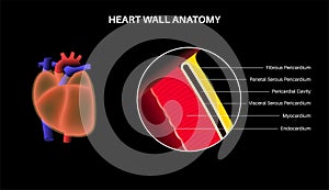 Heart wall anatomy photo