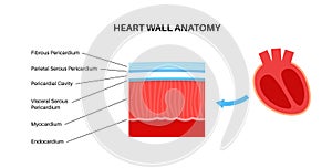 Heart wall anatomy photo