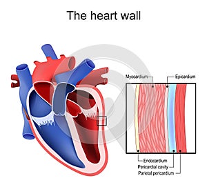 Heart wall. Pericardium structure