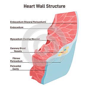 Heart wall structure. Pericardium, myocardium, endocardium. Labeled educational photo