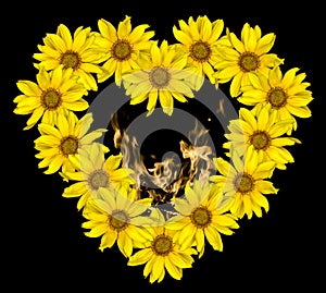 Heart of yellow flowers of decorative sunflowers Helinthus and fire flames inside isolated