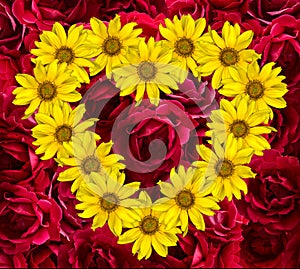 Heart of yellow flowers of decorative sunflowers Helinthus and red rose