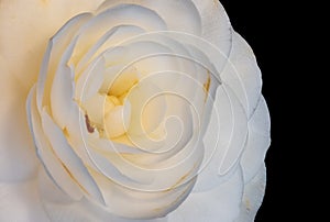 Heart of a yellow white camellia on black background with detailed texture