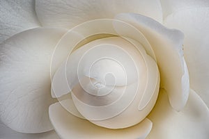 Heart of a young yellow white camellia blossom with detailed texture