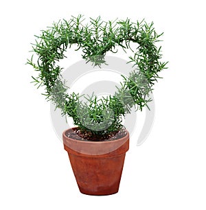 Hearted Plant