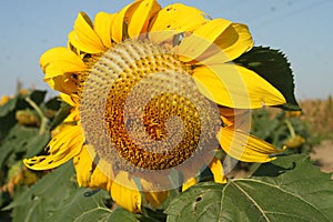 Heartland Farms Sunflowers