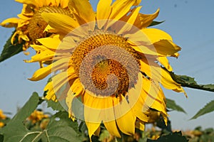 Heartland Farms Sunflowers I