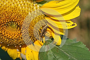 Heartland Farms Sunflowers II