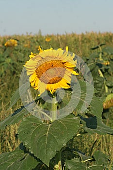 Heartland Farms Sunflowers IV