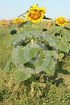 Heartland Farms Sunflowers VI