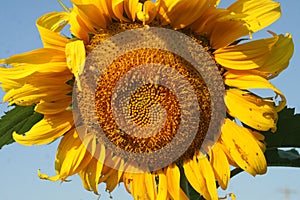 Heartland Farms Sunflowers VII