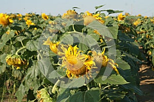 Heartland Farms Sunflowers VIII