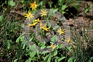 Heartleaf Arnica  56496