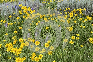 Heartleaf Arnica cordifolia montana