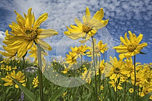 Heartleaf Arnica cordifolia wildflower montana wildflowers photo