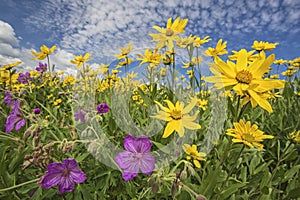 Heartleaf Arnica sunflowers wildflowers wild sunflower spring flower photo