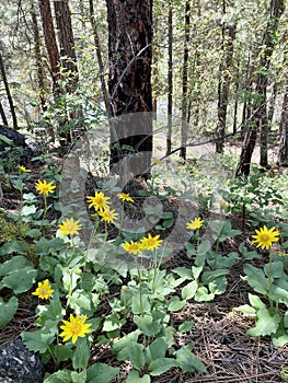 Heartleaf Arnica Forest Flowers photo