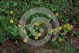 Heartleaf Arnica  56497 photo