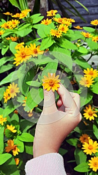 Heartleaf Arnica sunflowers in hand