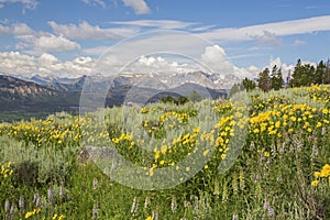 Heartleaf Arnica wildflower flowers montana wildflowers meadow