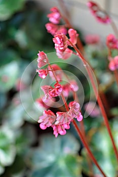 Pink Heartleaf Bergenia Flowers photo