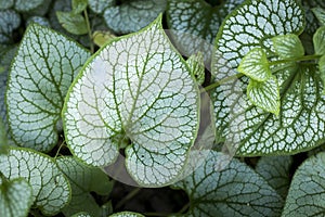 Heartleaf brunnera binomial name: Brunnera macrophylla, also known as Siberian bugloss, in a spring garden the genus name