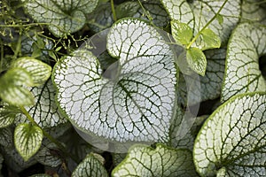 Heartleaf brunnera binomial name: Brunnera macrophylla, also known as Siberian bugloss, in a spring garden the genus name