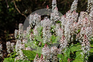 The heartleaf foamflower blooming in the summer photo