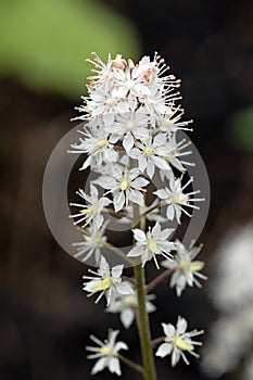 Heartleaf foamflower close up flowers. Tiarella cordifolia