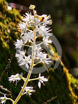 Heartleaf Foamflower nature art abstract wildflower forest photo