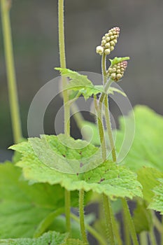 Heartleaf foamflower Tiarella cordifolia, buds