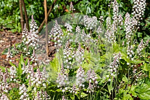 Heartleaf foamflowers tiarella cordifolia in bloom photo