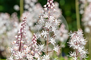 Heartleaf foamflowers tiarella cordifolia in bloom photo