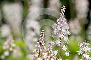 Heartleaf foamflowers tiarella cordifolia in bloom photo