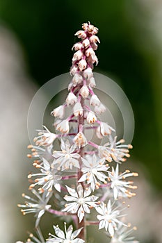 Heartleaf foamflowers tiarella cordifolia in bloom photo