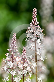 Heartleaf foamflowers tiarella cordifolia in bloom photo