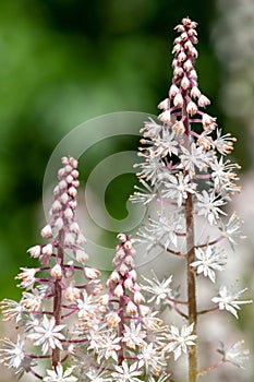 Heartleaf foamflowers tiarella cordifolia in bloom photo
